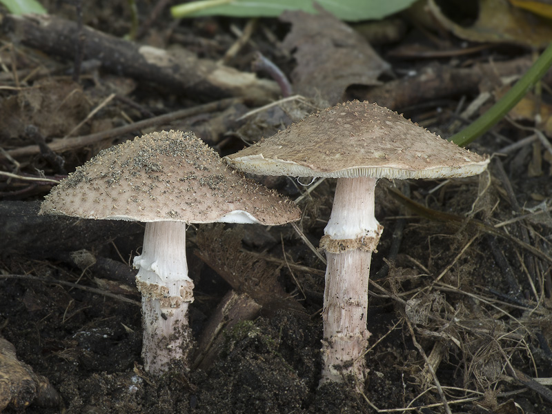 Lepiota perplexa